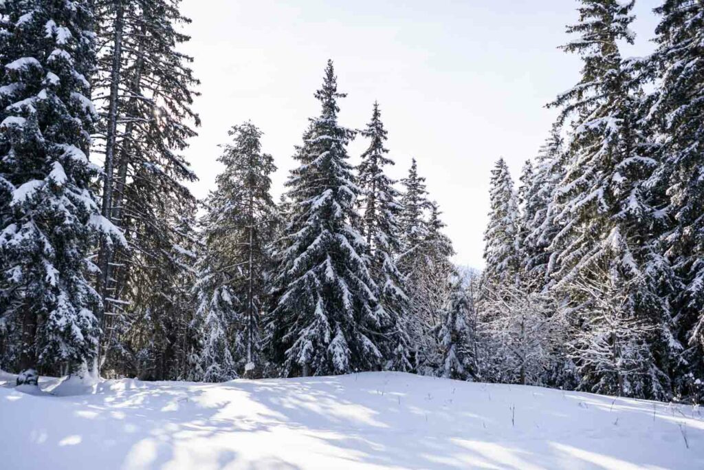 Les bâtiments du village du Bachat, habillés de bois, en lisière de forêt
